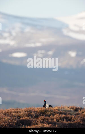 Birkhuhn (at Tetrix) männlich anzeigen am frühen Morgen Sonnenschein, in der Nähe von Kinloch Rannoch, Schottland Stockfoto