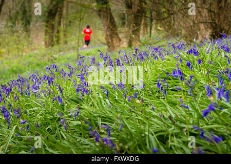 Aberystwyth Wales UK, Dienstag, 19. April 2016 UK Wetter: an einem feinen warmen Frühlingsmorgen, Tausende von Glockenblumen entstehen in voller Blüte und Teppich den Wald Waldboden im Naturreservat Penglais Wald am Stadtrand von Aberystwyth, West Wales UK Photo Credit: Keith Morris / Alamy Live News Stockfoto