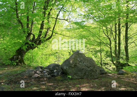 Alte Buche Bäume. Kleinen Lichtung mit großen Steinen. Stockfoto