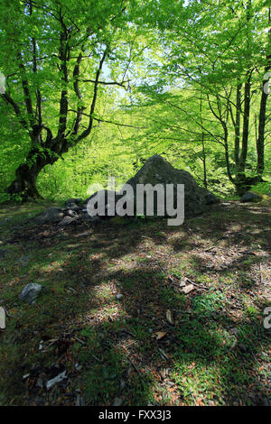 Alte Buche Bäume. Kleinen Lichtung mit großen Steinen. Stockfoto