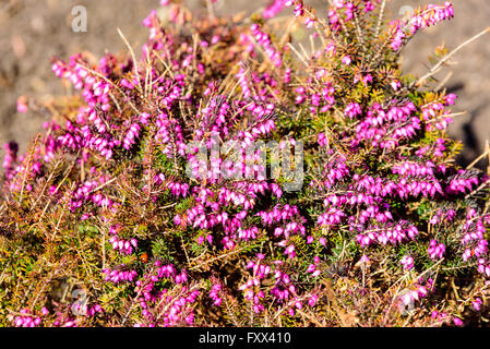 Erica Darleyensis, eine Vielzahl von Heidekraut oder Heide, hier zu sehen mit einer Vielzahl von lila rosa Blüten im Frühjahr. Stockfoto