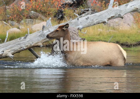 Wapiti Cervus Elaphus, Elch, Yellowstone NP Stockfoto