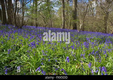 Glockenblumen Blüte in den Wäldern am Hatchlands Park, Surrey, England Stockfoto