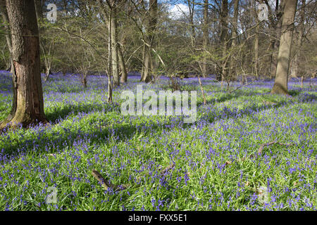 Glockenblumen Blüte in den Wäldern am Hatchlands Park, Surrey, England Stockfoto