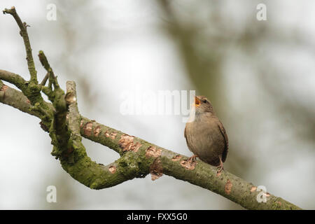 Eurasische Zaunkönig (Troglodytes Troglodytes) in einem Wald während der Brutzeit singen Stockfoto