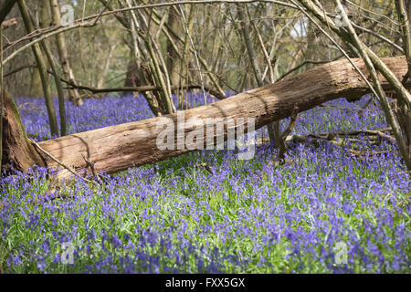 Glockenblumen Blüte in den Wäldern am Hatchlands Park, Surrey, England Stockfoto