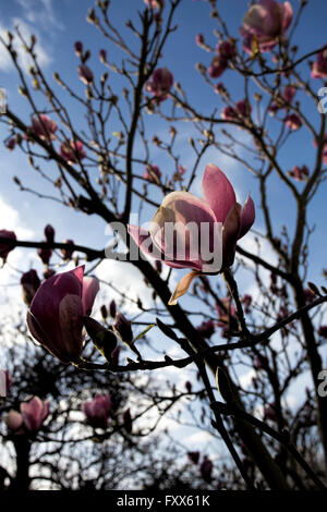 Magnolia Blüte Frühling Stockfoto