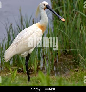 Eurasische Löffler posiert vor einem verstecken. Stockfoto