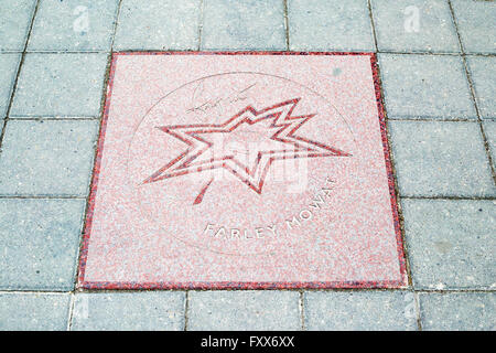 Canada's Walk of Fame, Gehweg Stern in Form eines stilisierten Ahornblatt zu Leistungen von Farley Mowat quittieren Stockfoto