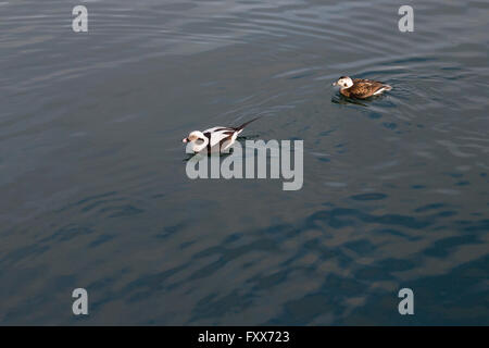 Langschwanzenten (Clangula hyemalis) im Hafen von Toronto am Lake Ontario, Kanada Stockfoto