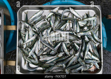 Frische Sardinen zu verkaufen in Catania Fischmarkt Stockfoto
