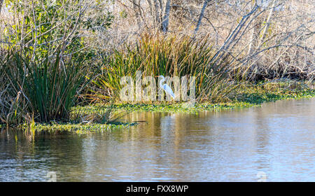 Silberreiher (Ardea Alba) in einem südlichen Louisiana Bayou. Stockfoto