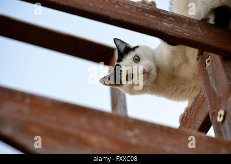 Katze schaut von oben. Stockfoto