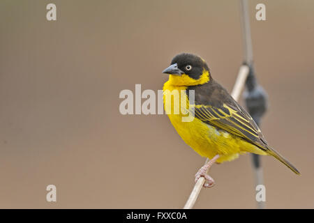 Porträt von einem Baglafecht Weber (Ploceus Baglafecht) gelbe Vogel sitzt auf einem Draht in Afrika Stockfoto