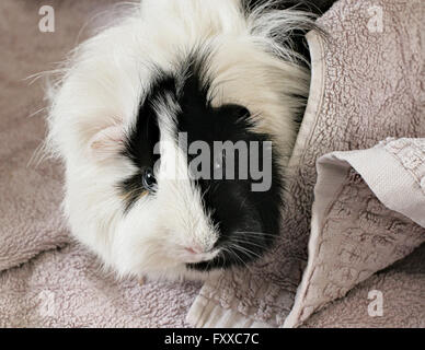 Schwarz / weiß Abessinier Haustier Meerschweinchen in ein Handtuch gewickelt. Stockfoto