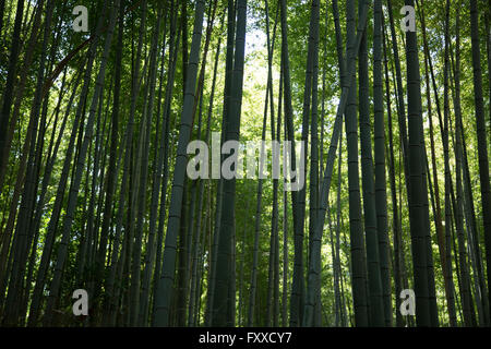 Der Bambuswald, untergebracht in der Arashiyama Bambushain in Kyoto, Japan. Stockfoto