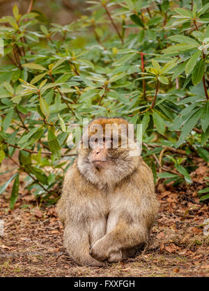 Berberaffe, Macaca Sylvana am Affenwald, Trentham, Staffordshire, England. Stockfoto