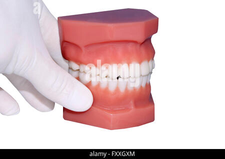 Zahnarzt zeigen menschliche Zähne Handmodell isoliert auf weiss Stockfoto