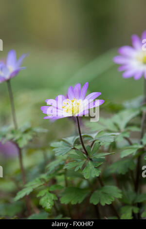 Anemone Blanda var. Rosea. Rosa windflower Stockfoto