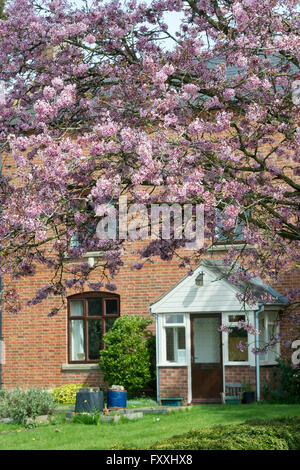 Prunus. Japanischer Kirschbaum in Blüte vor einem Bauernhaus. Warwickshire, UK Stockfoto