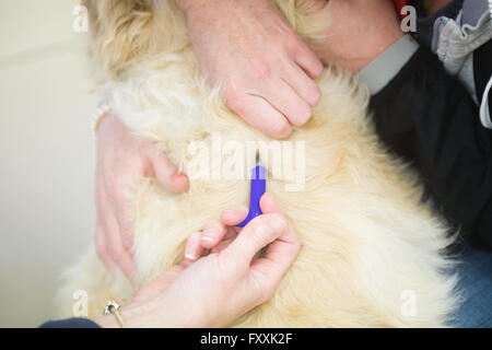 Tierarzt Hund Injektion geben Stockfoto