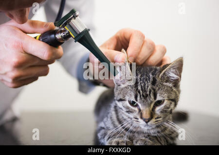 Tierarzt untersucht Ohr Kätzchen mit Otoskop Stockfoto