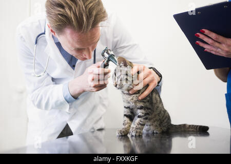 Tierarzt untersucht Ohr Kätzchen mit Otoskop Stockfoto