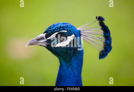 Pfau-Kopf über einen grünen Hintergrund. Querformat Stockfoto