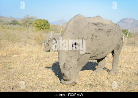 White Rhino (Rhinocerotidae)) Paar im südlichen Teil des Kruger National Park, Südafrika Stockfoto