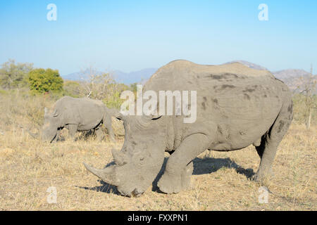 White Rhino (Rhinocerotidae)) Paar im südlichen Teil des Kruger National Park, Südafrika Stockfoto