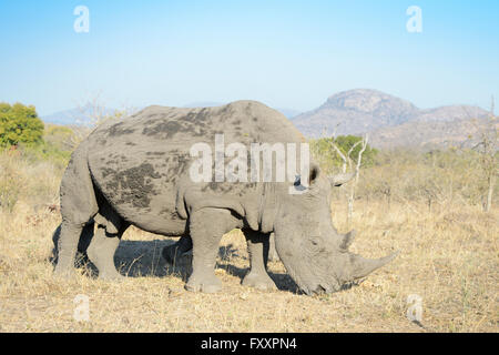 White Rhino (Rhinocerotidae)) in der Nähe, im südlichen Teil des Kruger National Park, Südafrika Stockfoto