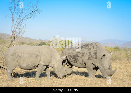 White Rhino (Rhinocerotidae)) Paar im südlichen Teil des Kruger National Park, Südafrika Stockfoto