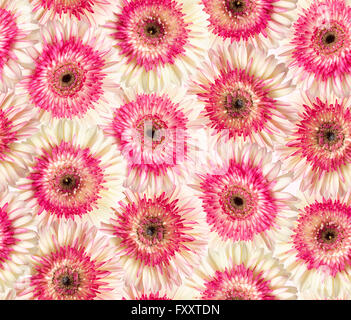 nahtlose wiederholbare fotografischen Blumen Hintergrund weiß und Magenta gerbera Stockfoto