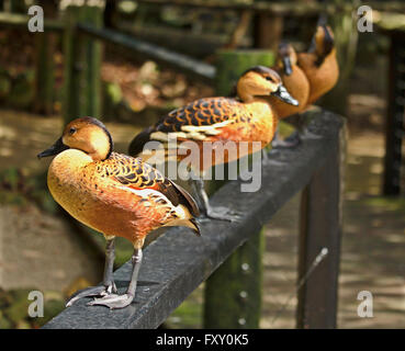 Eine Gruppe von wandernden Pfeifen Enten auf einem metallischen Träger Stockfoto