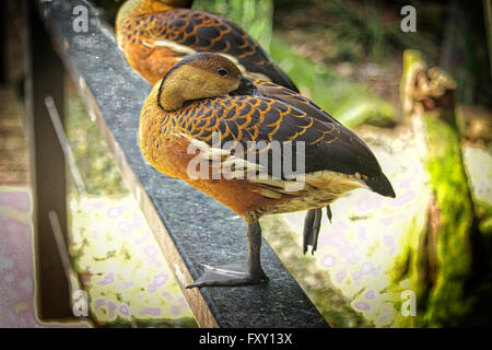 Ein paar der wandernden Pfeifen Enten auf einem metallischen Träger Stockfoto