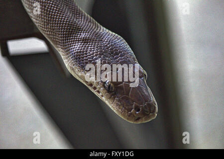 Eine australische Wasser Python (Liasis Fuscus) Stockfoto
