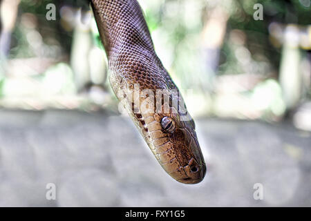 Eine australische Wasser Python (Liasis Fuscus) Stockfoto