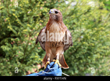 Bird Of Prey rot - angebundener Falke bekannt in den Vereinigten Staaten als chickenhawk Stockfoto