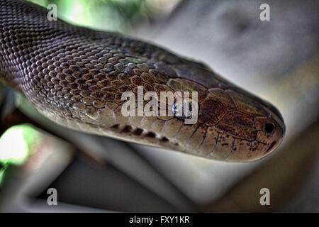 Eine australische Wasser Python (Liasis Fuscus) Stockfoto