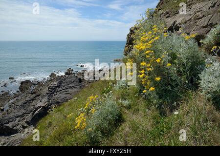 Silber Kreuzkraut / Dusty Miller (Jacobaea Maritima / Senecio Aschenpflanze), eine mediterranen Arten immer auf UK Küsten eingebürgert Stockfoto