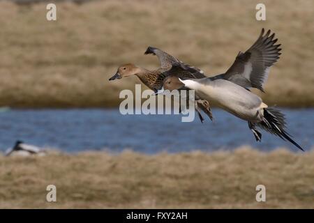 Nördlichen Pintail paar (Anas Acuta) Vorbereitung auf Marschland, Gloucestershire, UK, März landen. Stockfoto