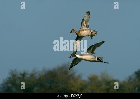 Nördlichen Pintail paar (Anas Acuta) im Flug, Gloucestershire, UK, März drehen. Stockfoto