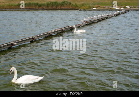 Schwäne und Möwen auf See in Formby Liverpool Stockfoto