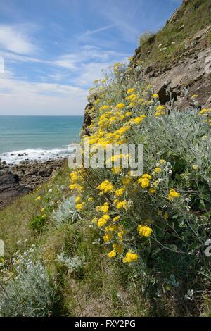 Silber Kreuzkraut / Dusty Miller (Jacobaea Maritima / Senecio Aschenpflanze), eine mediterranen Arten immer auf UK Küsten eingebürgert Stockfoto