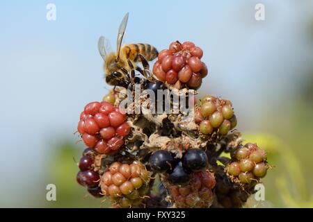 Honigbiene (Apis Mellifera) auf Futtersuche auf reifer Brombeere (Rubus Plicatus), Wiltshire, UK, Juli. Stockfoto