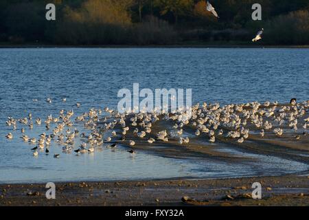 Gemeinsamen Gull (Larus Canus), Lachmöwe (Croicocephalus Ridibundus) und Kiebitz (Vanellus Vanellus) Schlafplatz auf Rutland Water. Stockfoto