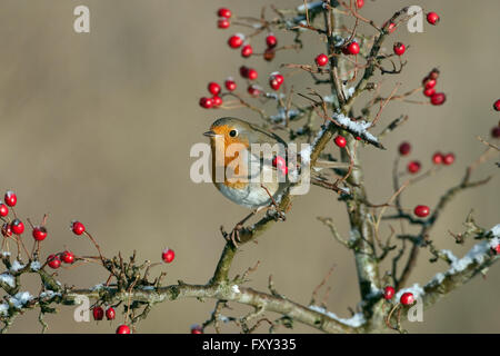 Robin Erithacus Rubecula im Winter gehockt Weißdornbeeren Stockfoto