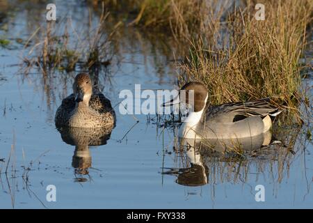 Nördlichen Pintail paar (Anas Acuta) schwimmen auf überfluteten Weideland, Gloucestershire, UK, Dezember. Stockfoto