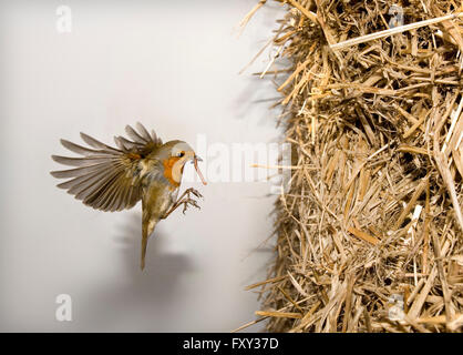 Robin fliegen, um im Bauernhof Stroh Stapel Schachteln Stockfoto