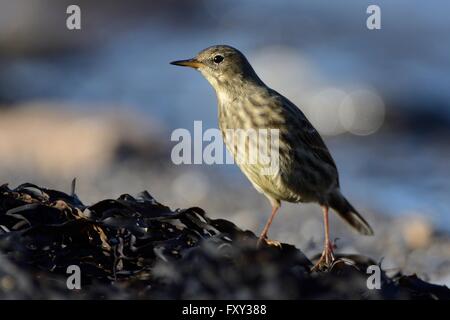 Rock-Pieper (Anthus Petrosus) Futter für Wirbellose unter Algen am Strand-Linie wie die Flut bei Sonnenuntergang, Cornwall steigt, Stockfoto